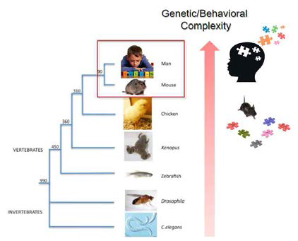 동물들 간의 진화적 거리와 유전적/행동적 복잡성