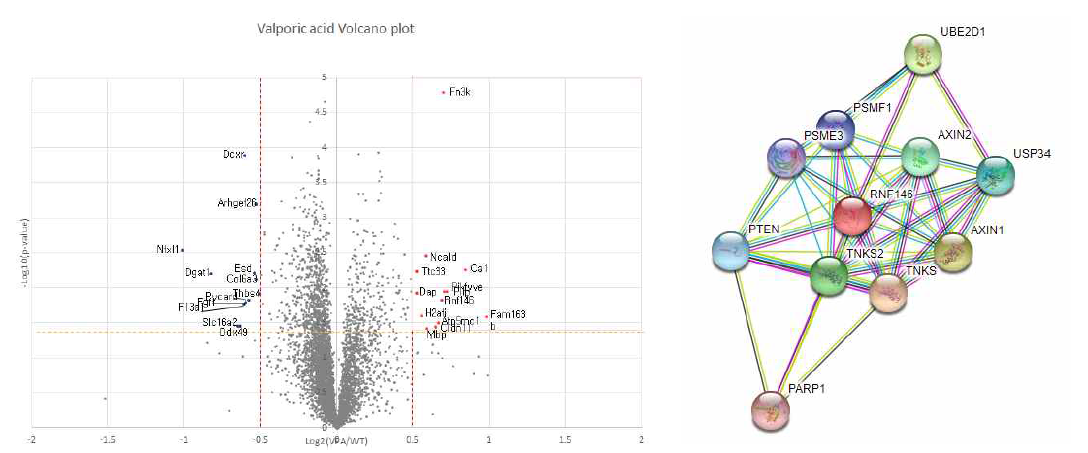 (왼쪽)는 volcano plot을 (오른쪽)은 RNF146의 interactome을 보여주고 있음