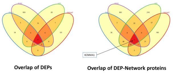 ASD 모델로부터 얻어진 DEP 관련 확장 네트워크의 유전자