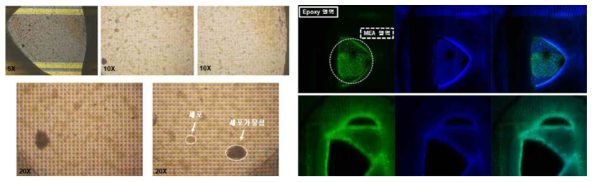 세포 배양 후 현미경 관찰 결과 (왼쪽) 및 세포 염색 후 형광 영상 촬영 결과 (오른쪽)