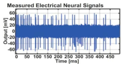 생체 외 전기 신경신호 측정결과