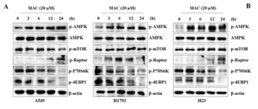 Autophagy 후보 물질의 AMPK활성 및 하위mTORC1 조절 확인