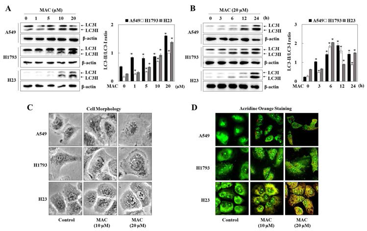 AMPK활성 후보물질의 augophagy 활성 확인