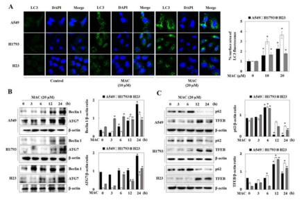 AMPK활성 후보물질의 autophagy 조절 경로 확인