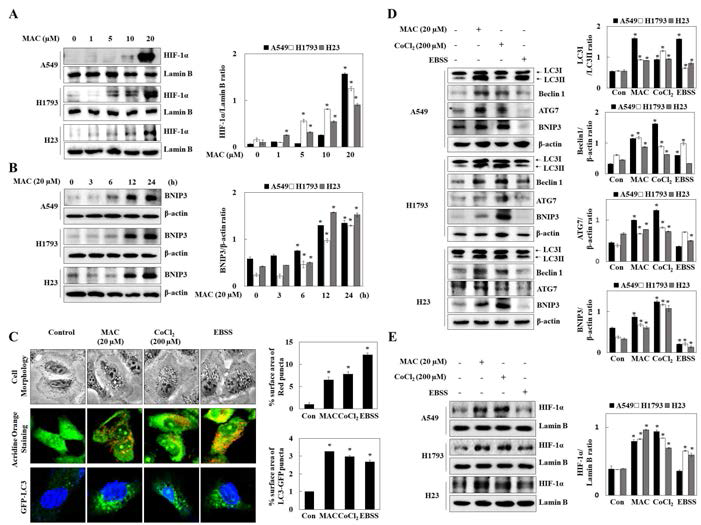 AMPK활성에 의한 HIF-1α 조절 및 autophagy 활성 확인