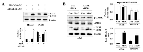 AMPK활성에 의한 autophagy 조절 경로 도출