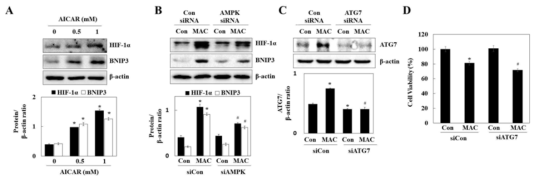 MAC의 AMPK 활성 및 하위 인산화 조절 확인