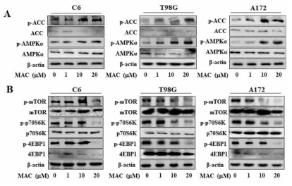 MAC의 AMPK 활성 및 하위 인산화 조절 확인