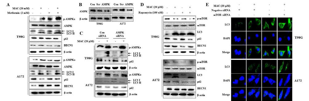 AMPK활성과 mTOR 억제에 의한 autophagy 조절 경로 도출