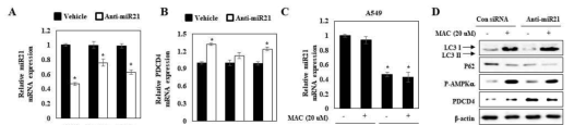 miR21활성억제와 PDCD4 관련성 및autophagy에 미치는 영향