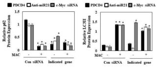 miR21활성억제와 PDCD4 관련성 및autophagy에 미치는 영향