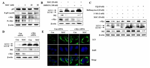 MAC에 의한 autophagy 조절 oncogene 경로 도출