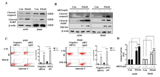 PDCD4 활성 유도에 의한 세포사멸 확인