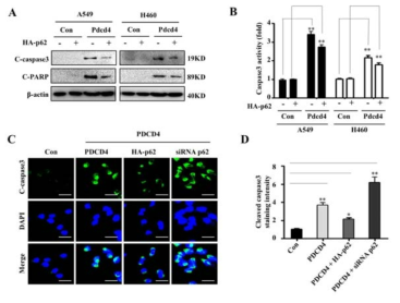 PDCD4의 활성과 autophagy 조절인자인 p62의 조절에 의한 세포 사멸 활성 도출