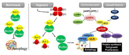 영양소와 산소 결핍에 의한 오토파지 활성 조절 기전