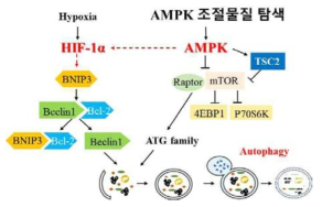 AMPK조절물질에 의한 HIF-1을 통한 autophagy 조절 경로에 대한 가설