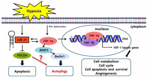 Hypoxia에 의한 autophagy 조절 경로에 대한 가설