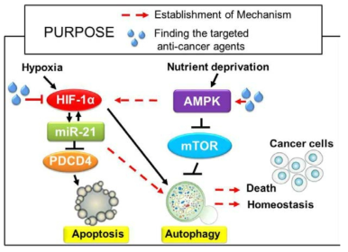 AMPK활성 및 저산소에 의한 암세포 사멸 조절 경로