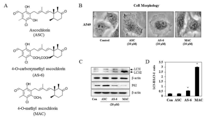 Autophagy 일으키는 후보 물질 도출