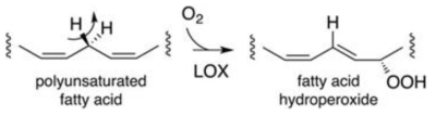 Lipoxygenase에 의한 다중불포화지방산의 수산화 반응