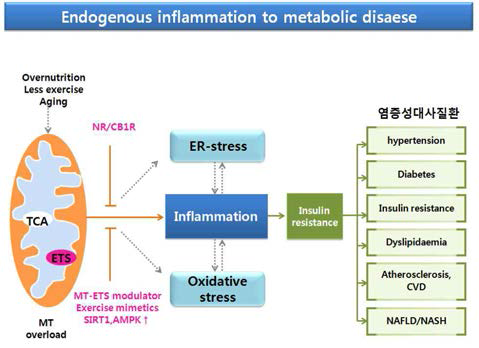미토콘드리아 이상/염증/인슐린저항성을 통한 대사