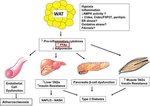 유리지방산 세포 유입 억제제를 통한 제2형당뇨병, 비알코올성 지방간염 및 동맥경화증 제어 연구
