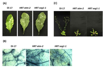 TCV 면역수용체(HRT)와 DDR pathway HR 및 저항성 반응