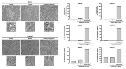 iLPS 매개 caspase-11 비고전적 염증복합체 활성화 in vitro 대식세포 모델 구축