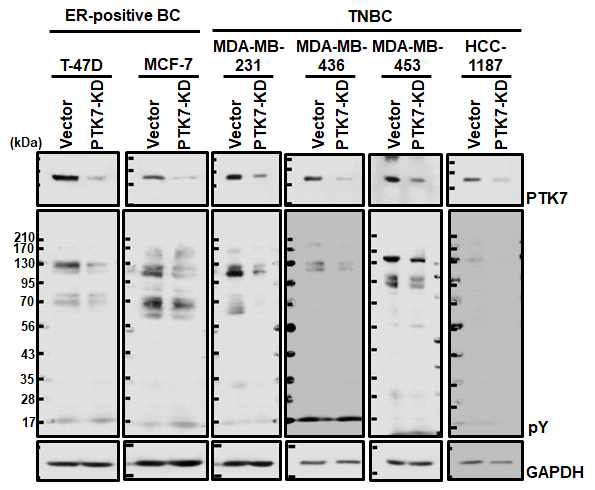 Estrogen 수용체 양성 (ER+) 유방암과 삼중음성유방암 세포들에서 western blot을 통한 PTK7 knockdown 분석 Estrogen 수용체 양성(ER+) 유방암 세포주와 basal A (HCC-1187), basal B (MDA-MB-231, MDA-MB-436), luminal type (MDA-MB-453)의 삼중음성유방암 (TNBC) 세포주들을 PTK7 knockdown lentivirus를 이용하여 감염시킨 후,PTK7 발현과 세포내 단백질들의 티로신 인산화를 western blotting으로 분석함. Loading control로 GAPDH의 발현을 분석함