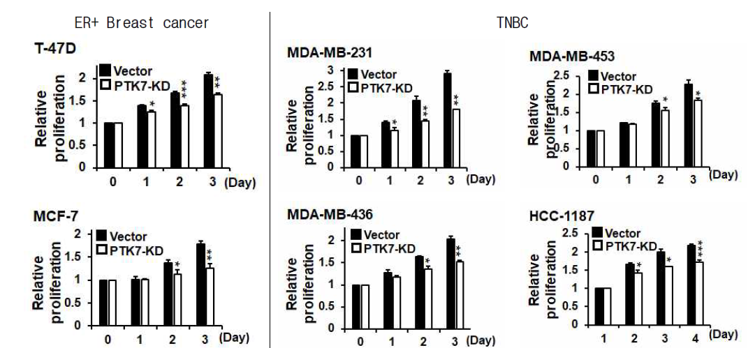 Estrogen 수용체 양성 유방암과 삼중음성유방암 세포들에서 PTK7 발현에 따른 세포 성장 비교 분석 PTK7 knockdown lentivirus를 이용하여 감염시킨 estrogen 수용체 양성(ER+) 유방암 세포주와 basal A (HCC-1187), basal B (MDA-MB-231, MDA-MB-436), luminal type (MDA-MB-453)의 삼중음성 유방암(TNBC) 세포들을 96-well plate의 well당 3000개의 세포를 넣어준 뒤, 시간별로 MTT assay 를 수행하여 세포 성장을 비교 분석함. *p<0.05, **p<0.01, ***p<0.001 vs. Vector