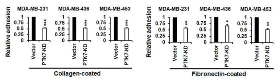 PTK7 발현에 따른 삼중음성유방암 세포들의 세포 부착 비교 분석 PTK7 knockdown lentivirus를 감염시킨 MDA-MB-231, MDA-MB-436, MDA-MB-453의 삼중음성유방암 (TNBC) 세포들을 well당 1μg의 collagen typeI이나 fibronectin이 도말된 96-well plate에 well당 10,000개의 세포를 넣고 2시간 후에 PBS로 2번 씻어낸 뒤, crystal violet으로 염색하여 세포 부착 정도를 비교 분석함. *p<0.05, **p<0.01, ***p<0.001 vs. Vector