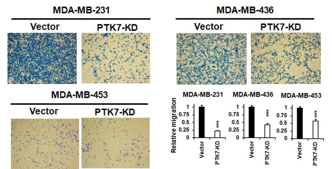 PTK7 knockdown에 의한 삼중음성유방암 세포들의 세포 이동 비교 분석 24시간동안 serum-depletion을 시킨 PTK7 knockdown TNBC 세포들을 transwell당 105개씩 넣어준 뒤, 24시간동안 serum에 의한 세포 이동을 유도함. 그 뒤, 3.7% formaldehyde로 고정하고, PBS로 세척한 뒤, 이동하지 않은 upper chamber의 세포들을 제거하고 membrane을 통과한 세포들을 crystal violet으로 염색하여 100 배 현미경으로 촬영한 뒤, 1% SDS로 녹여서 600 nm로 측정함. ***p<0.001 vs. Vector