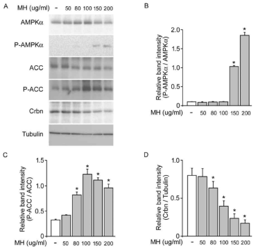MH에 의한 AMPK 활성조절