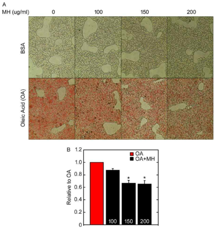 지방간 세포모델에서의 MH의 효능검증