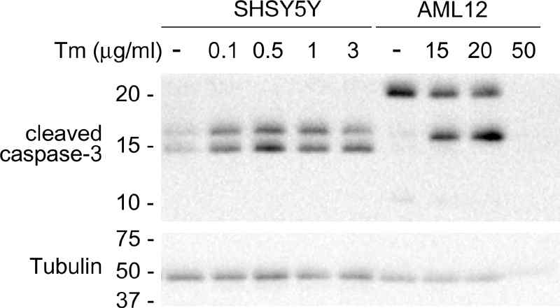 세포간 Caspase-3 활성화를 위한 Tm 농도범위