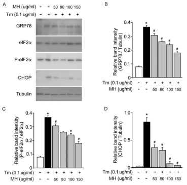 저농도 Tunicamycin 환경에서 MH에 의한 ER stress 신호전달체계 조절능