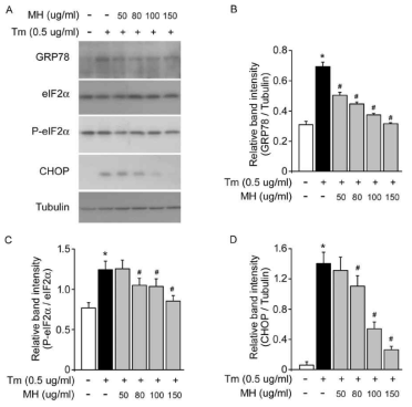 중간농도 Tunicamycin 환경에서 MH에 의한 ER stress 신호전달체계 조절능