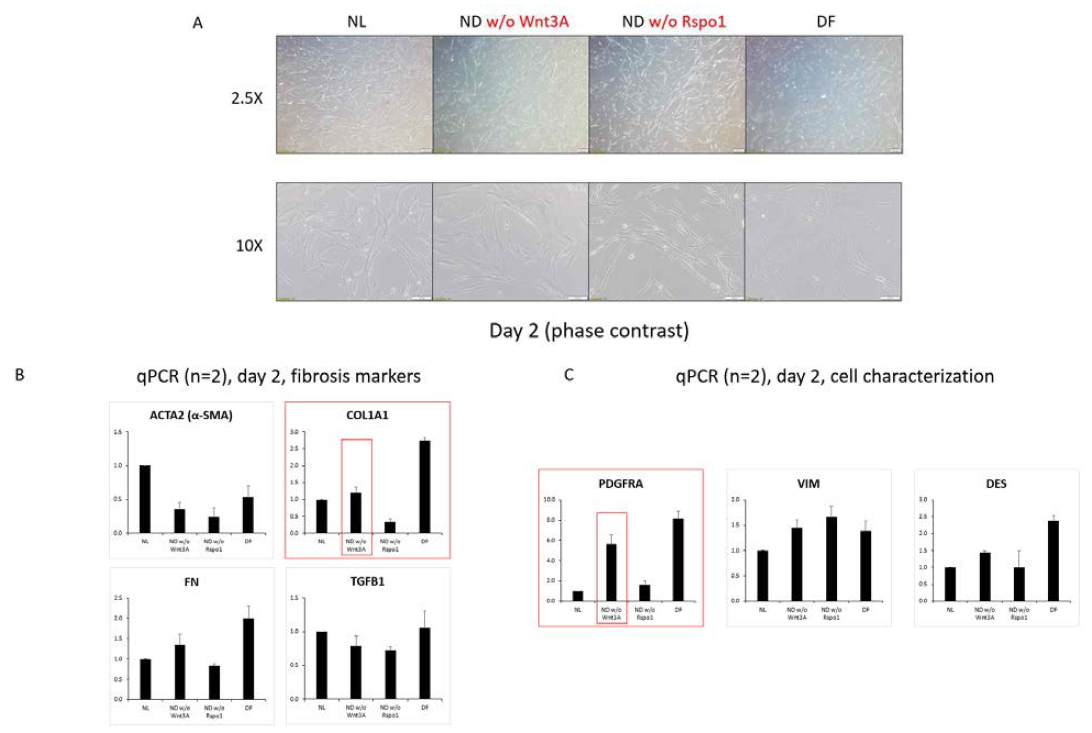 Wnt3A 또는 Rspondin-1 이 제거된 장 상피 오가노이드 비분화 배지에서 장 근섬유아세포의 배양. Wnt3A 가 제거된 비분화 배지의 경우 세포 증식 및 세포 형태가 일반 배지와 유사한 경향을 보임 (A). 비분화 배지에서 Wnt3A를 제거할 경우, 감소된 섬유화 마커의 회복경향 (COL1A1 증가) 이 관찰됨 (B)