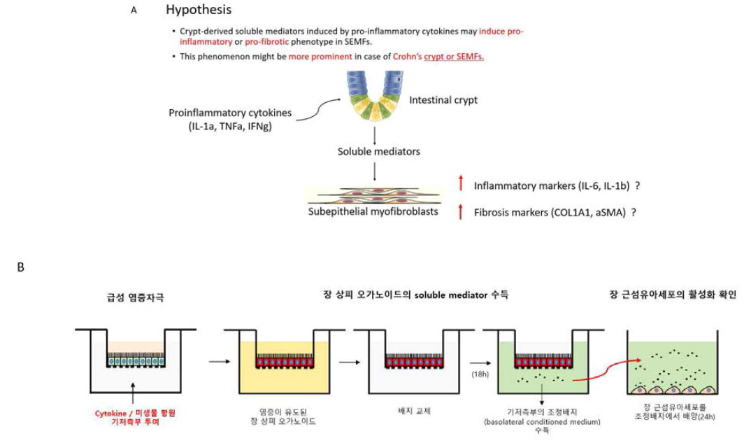 급성 염증이 유도된 장 상피 crypt에서 분비된 soluble mediator 의 장 근섬유아세포 활성화 가설. 장 상피 crypt 의 기저부에 위치한 염증세포에서 유리된 다양한 pro-inflammatory cytokines (IL-1a, TNFa, IFNg) 에 의해 활성화된 장 상피 crypt에서 2차적으로 soluble mediators 들이 분비됨. 분비된 soluble mediators 은 근처에 위치한 장 근섬유아세포의 염증 마커 (IL-6, IL-1b) 또는 섬유화 마커 (COL1A1, alpha-SMA) 발현을 촉진 (A). 장 상피 오가노이드 monolayer 에서 급성 염증자극 후 장 상피 오가노이드에서 유리된 soluble mediator 의 역할을 장 근섬유아세포에서 확인하는 실험 모델 모식도 (B)