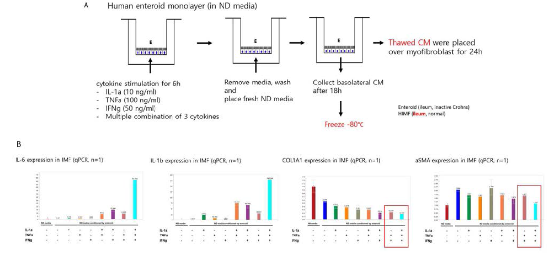 장 상피 오가노이드 monolayer 에서 급성 염증자극 (IL-1a, TNFa, IFNg 투여) 유도 시, enteroid derived conditioned media (ECM) 의 collection 및 ECM 의 HIMF 투여 모델 version 2 (A). ECM 투여 시, HIMF 의 IL-6, IL-1b 발현은 증가하고 COL1A1, aSMA 발현은 반대로 감소하는 경향을 보임 (B)