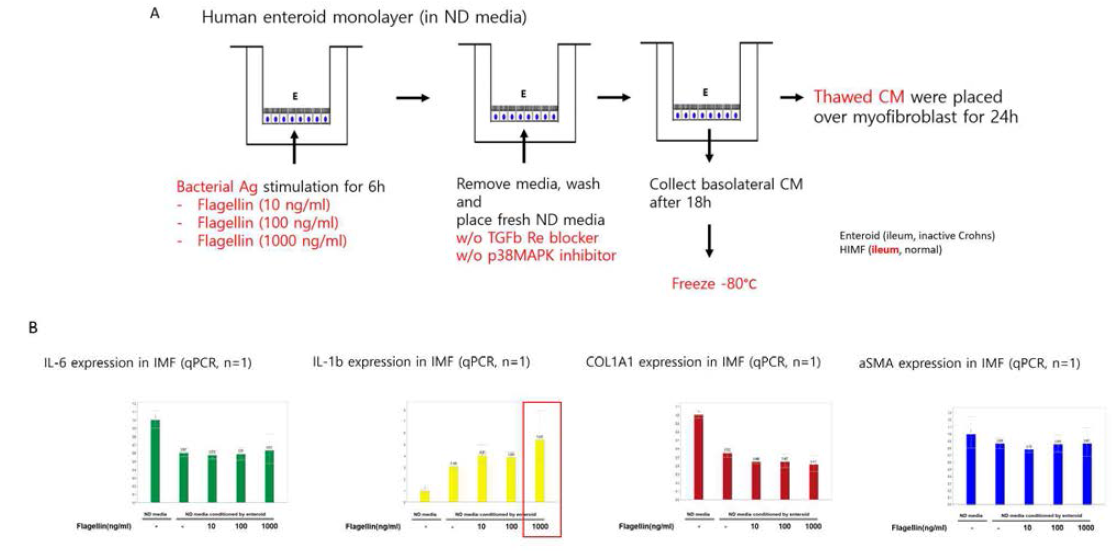 장 상피 오가노이드 monolayer 에서 급성 염증 자극 (미생물 항원 Flagellin) 투여 시, enteroid derived conditioned media (ECM) 의 collection 및 ECM 의 HIMF 투여 모델 (A). ECM 투여 시, HIMF 의 IL-1b 발현은 증가하는 경향을 보이지만, IL-6, COL1A1, aSMA 발현은 변화 없음 (B)