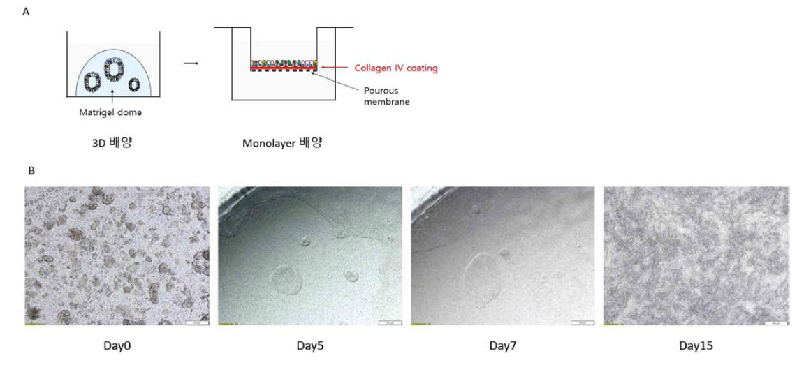 장 상피 오가노이드의 3D matrigel dome 내 증폭 배양 후 다공성 막에 collagen IV 코팅 후 단일세포층 형태로 배양하는 모델 (A). 3D 배양한 장 상피 오가노이드를 다공성 막 위에 plate 한 후 배양하는 모습. day 5 에 오가노이드 끼리 융합하여 섬 (island) 들이 형성되고 day 15에는 전체 막을 모두 덮은 상태로 complete monolayer 완성된 모습 (B)