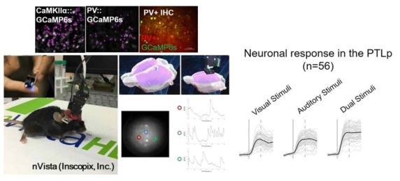 피질 내 세포 타입 특이적 신경활성 패턴의 광학적 이미징. 미국 Inscopix 사에서 개발한 초소형 형광 현미경을 활용하여 대뇌 후두정 피질 내 서로 다른 세포 타입 별 시각 또는 청각 반응을 측정함. 상당히 일관된 감각 정보 인코딩 특징을 보임을 확인함
