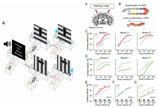 T-maze에서 시각 식별 행동을 수행하는 생쥐의 1차 시각 피질 영역 내에 소마토스태틴을 주입하면 식별 인지 행동이 향상됨을 확인함. 반대로 소마토스태틴 리셉터의 억제제를 주입하면 식별 행동이 억제됨. 이를 통해 피질 내 가바성 뉴런에서 분비될 수 있는 소마토스태틴이 시각 식별 행동을 조절하는 중요 인자임을 새롭게 규명함