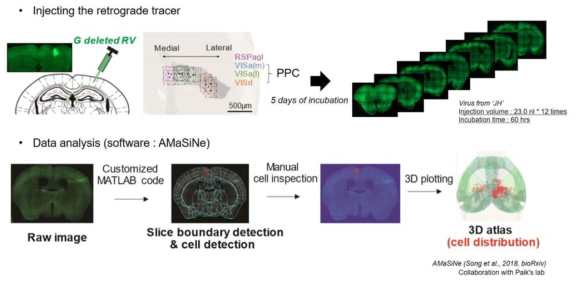 생쥐의 후두정 피질로 유입하는 신경 세포들의 전두뇌 분포를 매핑하기 위하여, 역행성 추적자 (retrograde tracer) 인 G-deleted rabies virus (RV)를 후두정피질에 주입함. 이후 전체 뇌 절편 내에 추적되어 형광 레이블된 세포들을 생쥐 두뇌 지도에 자동화 매핑하여 그 수를 측정함. 이를 통하여 두뇌 각 영역별 후두정피질로 유입하는 신경세포들의 개수를 정량화 하여 전 두뇌 연결 지도를 구축할 수 있음