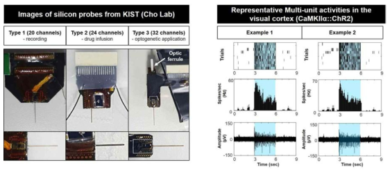 (왼쪽) 총괄 연구팀에서 개발한 다양한 타입의 실리콘 기반 다채널 프로브. 각 타입별 테스트를 생쥐 대뇌 피질에서의 실시간 활성 패턴 측정으로 진행하고, 특히 광자극이 가능한 프로브의 경우, 광섬유가 전극에 부착되어 있음 (Type3). (오른쪽) 채널로돕신 발현된 신경세포들을 생체 내에서 광자극 함에 따라 신경 활성이 증대됨을 확인할 수 있음. 이를 통하여 생체 내 신경망에서 특정 세포 타입을 자극하고 반응을 모니터링 할 수 있음