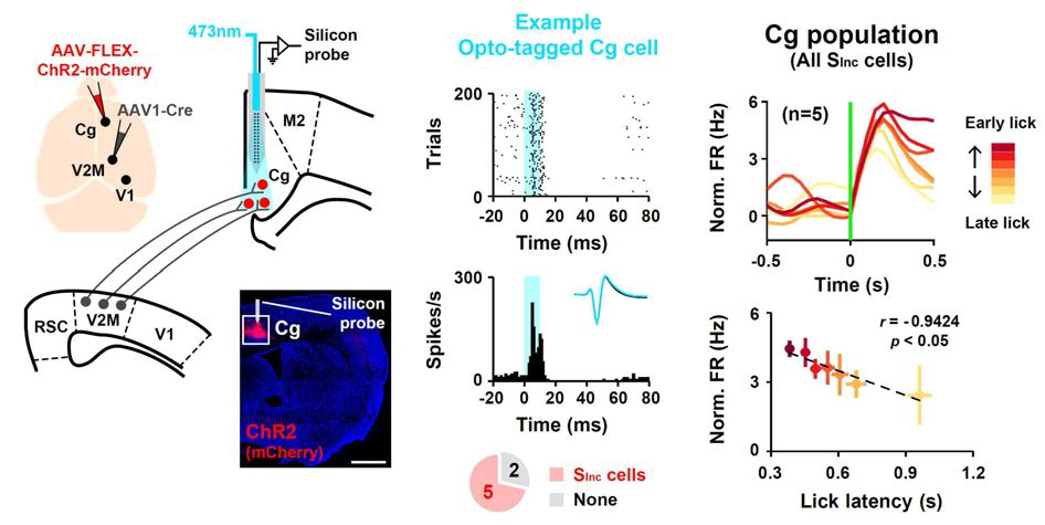 광섬유가 부착된 실리콘 프로브를 활용하여 시각피질내 신경세포와 시냅스로 연결된 대상피질 내 신경세포를 식별하고, 해당 세포의 특징을 구별함. 이를 통하여 대상피질 내 시각 정보는 시각피질로부터 직접 유입됨을 밝힘