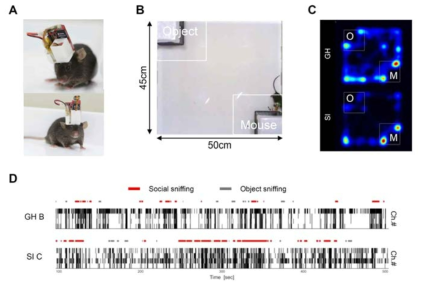 A. 무선 프로브를 이식한 생쥐 사진. B. 생쥐가 사회적 행동을 할 수 있는 social discrimination task. C. 실제 생쥐가 object에 비해 mouse에 보다 더 접촉 시간을 보임을 나타내는 사진. D. 생쥐가 Social contact를 할 때와 object를 contract 할 때 나타나는 안와 전두 피질의 신경 활성 패턴 측정 결과. Social sniffing 시에 활성이 증가함을 확인함