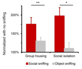 안와전두피질 내 신경활성이 사회적 행동인 냄새맡기 (sniffing) 행동 시 특히 반응이 증대함을 확인할 수 있었음. 특히 group housing을 한 생쥐에 비해 social isolation이 되어 있었던 생쥐에서에 보다 강하게 나타남을 무선 프로브를 통하여 측정함