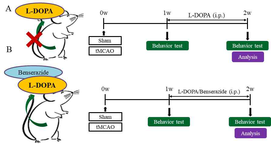 뇌종중 동물모델에서 L-DOPA에 의한 도파민 시스템 보호 기능 검증 실험 모델